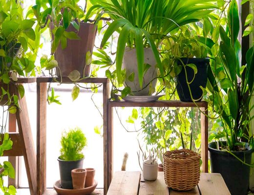Five of the Best Pot Plants for an Outdoor Oasis