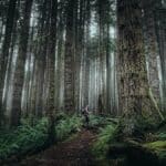 British Columbia's Endangered Forests