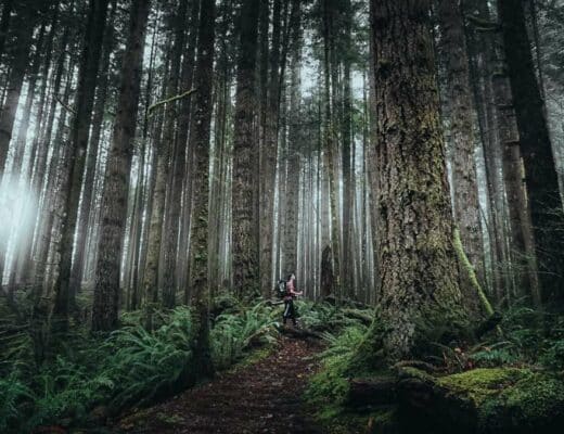 British Columbia’s Endangered Forests