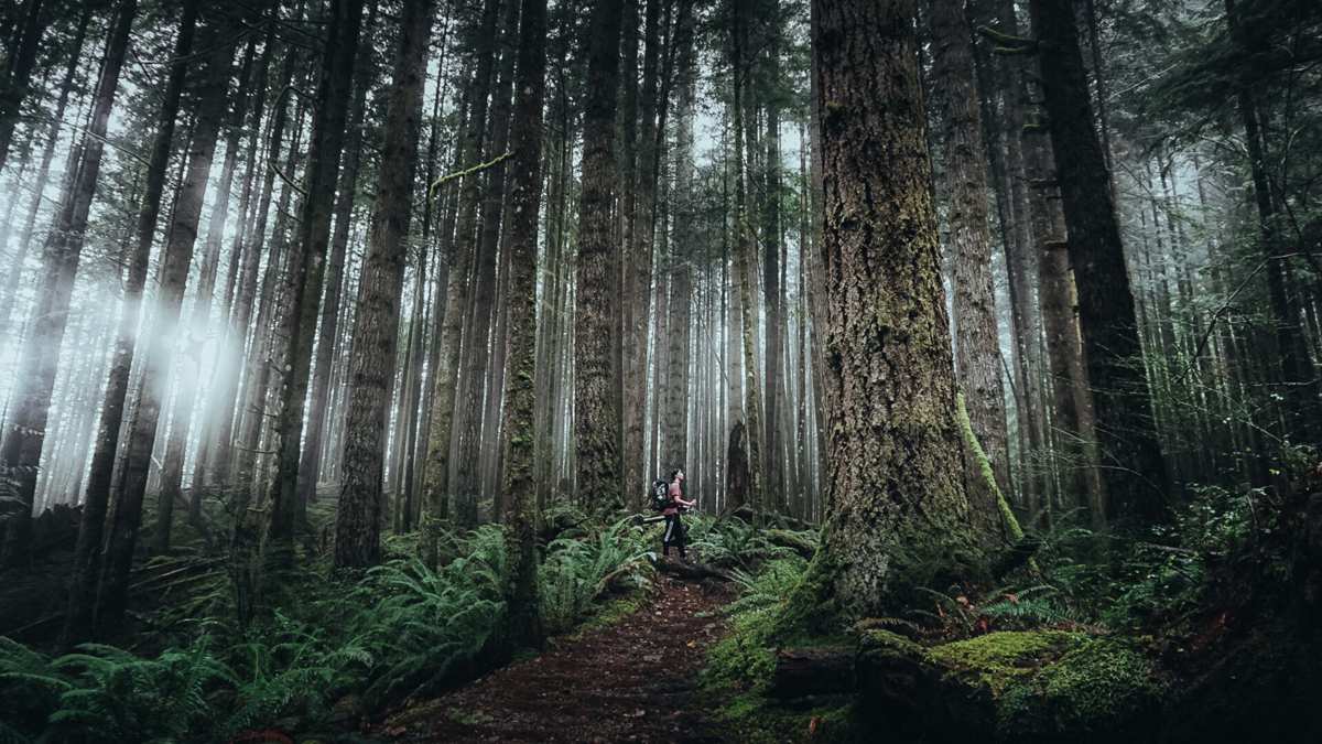 British Columbia's Endangered Forests